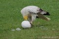 percnoptere_5935