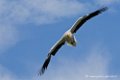 percnoptere_6032