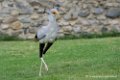 serpentaire_5942