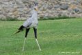 serpentaire_5946