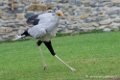 serpentaire_5949