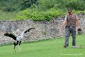 serpentaire_5953