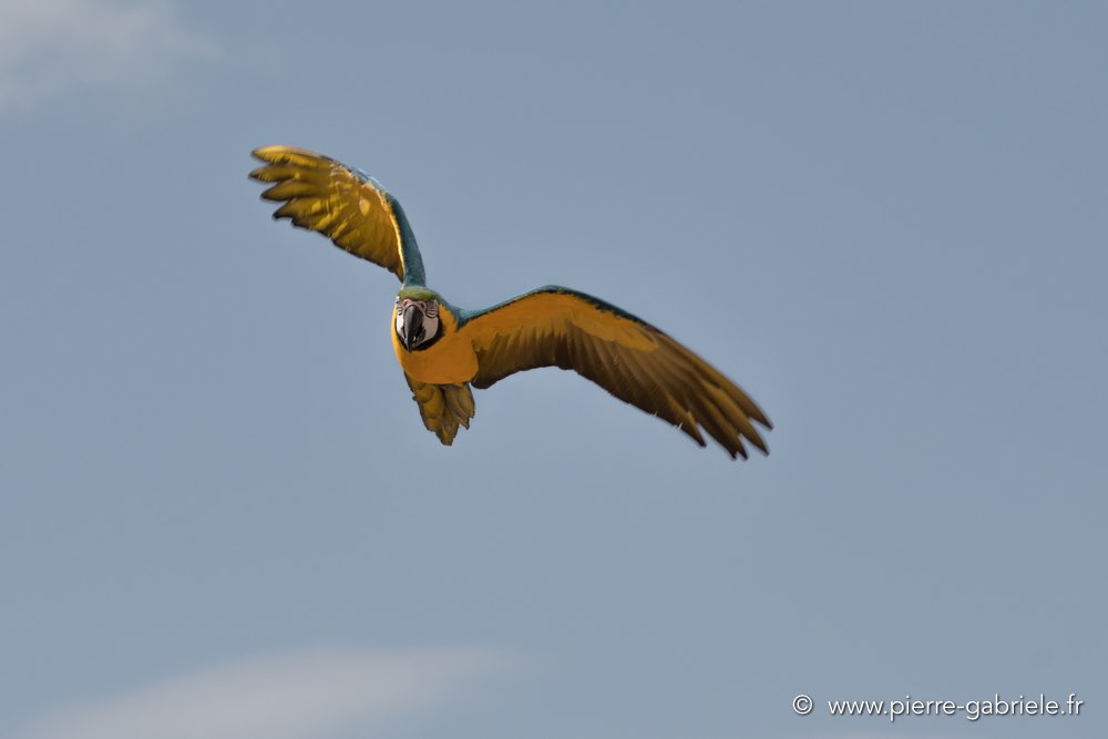 ara-d500_6065.jpg