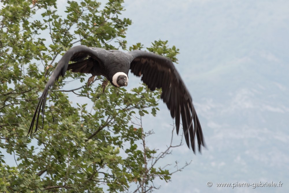 condor-d500_6028.jpg