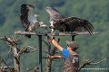 stagiaire-vautour-g93_2633
