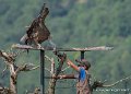 stagiaire-vautour-g93_2649