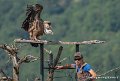 stagiaire-vautour-g93_2650
