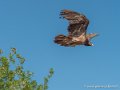 gypaete-g91_0659