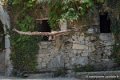 gypaete-g91_0662