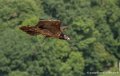 gypaete-g91_0672