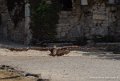 gypaete-g91_0675