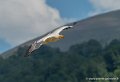 percnoptere-g91_0604