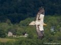 percnoptere-g91_0607