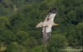 percnoptere-g91_0608