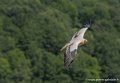 percnoptere-g91_0609