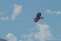 pygargue-g91_0545