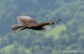 urubu-g91_0593