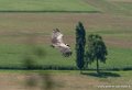 vautour-g91_0538