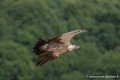 vautour-g91_0692