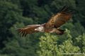 vautour-g91_0694