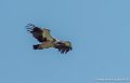 vautour-libre-g91_0515