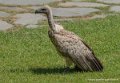 vautour-libre-g91_0514