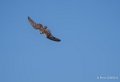 faucon-a74_06383
