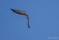 faucon-a74_06386