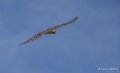 faucon-a74_06392