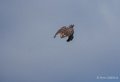 faucon-a74_06393