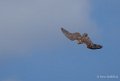 faucon-a74_06394
