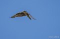 faucon-a74_06395