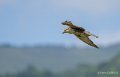faucon-a74_06403