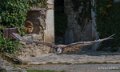 gypaete-a74_06458