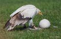 percnoptere-a74_06362