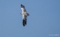 percnoptere-a74_06405