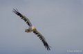 percnoptere-a74_06408