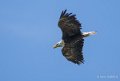 pygargue-a74_06331