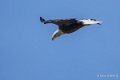 pygargue-a74_06334