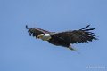 pygargue-a74_06336