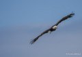 pygargue-a74_06341