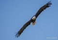 pygargue-a74_06342