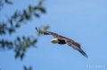pygargue-a74_06343