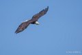 pygargue-a74_06344