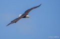 pygargue-a74_06345