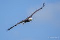 pygargue-a74_06346