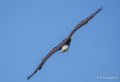pygargue-a74_06348