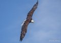 pygargue-a74_06353
