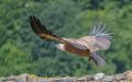 vautour-a74_06461