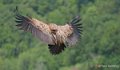 vautour-a74_06462